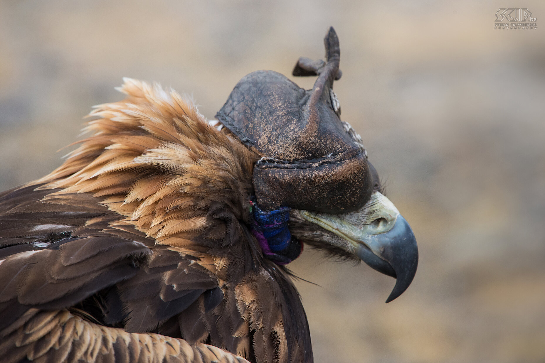 Ulgii - Golden Eagle Festival - Arend Jonge vrouwelijke steenarenden (golden eagle, Aquila chrysaetos) worden in het wild gevangen. Eenmaal gevangen krijgen ze meerdere dagen geen eten. Daarna accepteren ze voedsel van mensen en als er vertrouwen is tussen de jager en de vogel, zal de jager beginnen met het trainen van de adelaar. De vogels worden een deel van de familie en een lange vertrouwensrelatie wordt gecreëerd. Jagen met arenden begint na de eerste sneeuw, meestal in november. De arendjagers rijden naar een hoge berg met uitzicht op een brede vallei. De arenden dragen meestal een kap die 'tomaga' genoemd wordt. Tijdens de jacht wordt deze kap verwijderd, de adelaar zal zijn prooi te spotten en er naartoe vliegen. Zodra de prooi gevangen is, zal de adelaar het vasthouden tot de berkutchi aankomt om het te doden. De arend wordt beloond met wat vlees, soms de longen van het dier. Ze vangen vooral konijnen en marmotten maar de steppevos is de meest gewaardeerde trofee. Na 6 à 8 jaar worden de arenden weer vrij gelaten zodat ze in het wild voor een nageslacht kunnen zorgen.  Stefan Cruysberghs